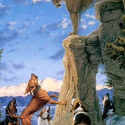 Puma hunted and surrounded by dogs