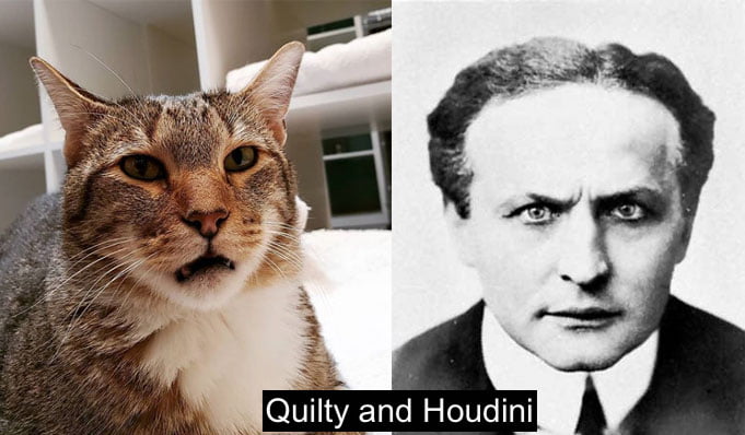 Quilty and Houdini