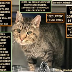 Rescue cat needs a home urgently