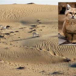 Sand cat habitat and the sand cat