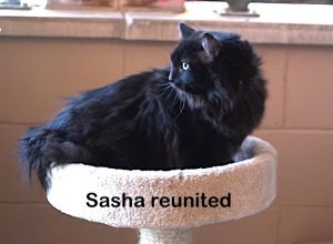 Sasha a cat reunited with owner after being found 1,200 miles away. Photo: Santa Fe shelter video screenshot.