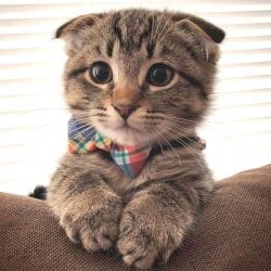 Scottish Fold kitten