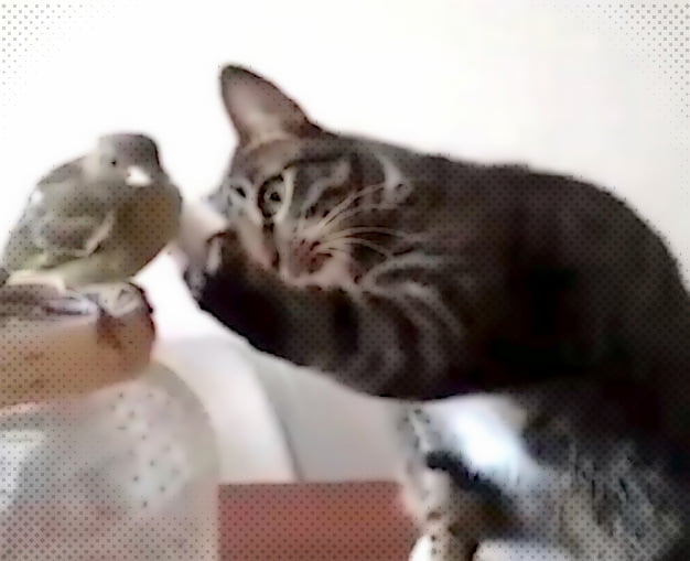 This cat does not want to attack this bird