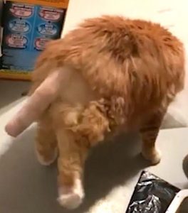 Shaved and partly amputated cat tail