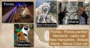 USA State cats as designated state animals