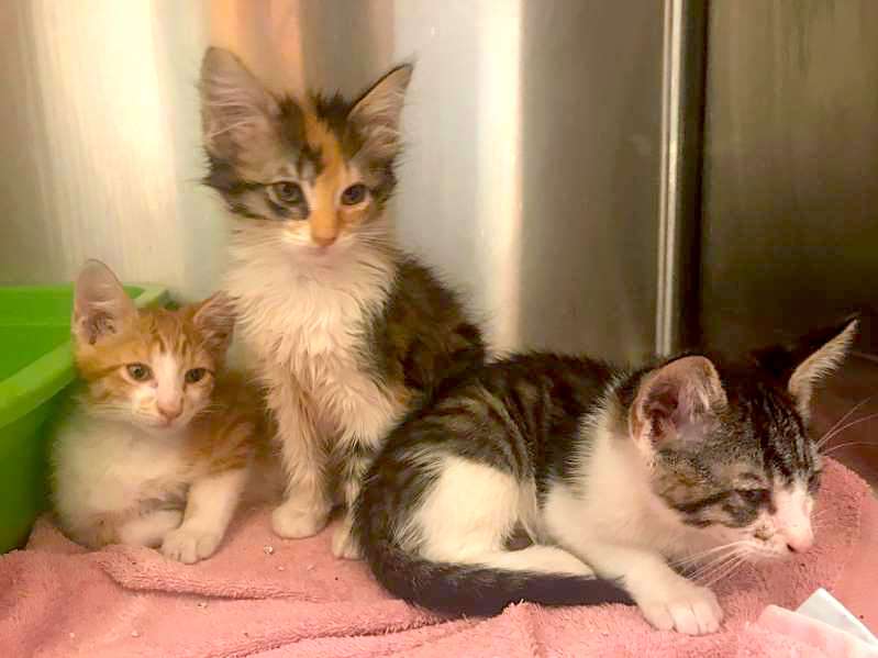 Stray cats dumped outside hospital in Cleveland, OH and the person has an excuse