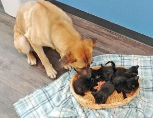 Stray dog keeps abandoned kittens warm in cold Canadian winter weather
