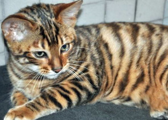 Picture of striped tabby cat