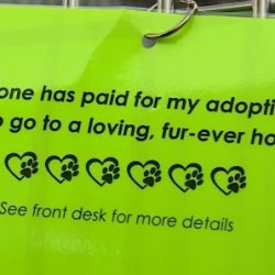 adoption fee paid