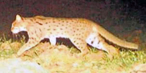 Asiatic leopard cat