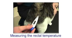 Measuring the rectal temperature of a domestic cat