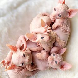 A tangle of Sphynx cats