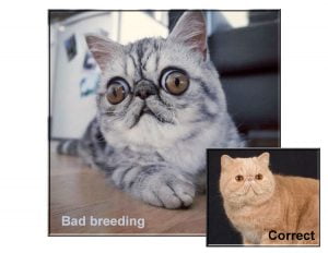 Badly bred Exotic Shorthair
