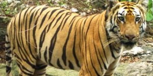 Bengal tiger travelled 800 miles on dispersal