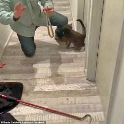 Cat brings home deadly snake in her collar