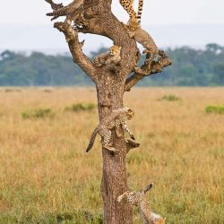 Cheetahs can climb trees