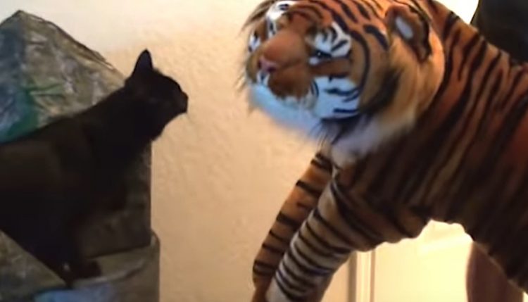 Cole meets plush tiger