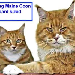 Comparing Maine Coon and standard sized cat