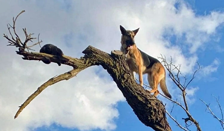 Dog chases cat up a tree and gets stuck