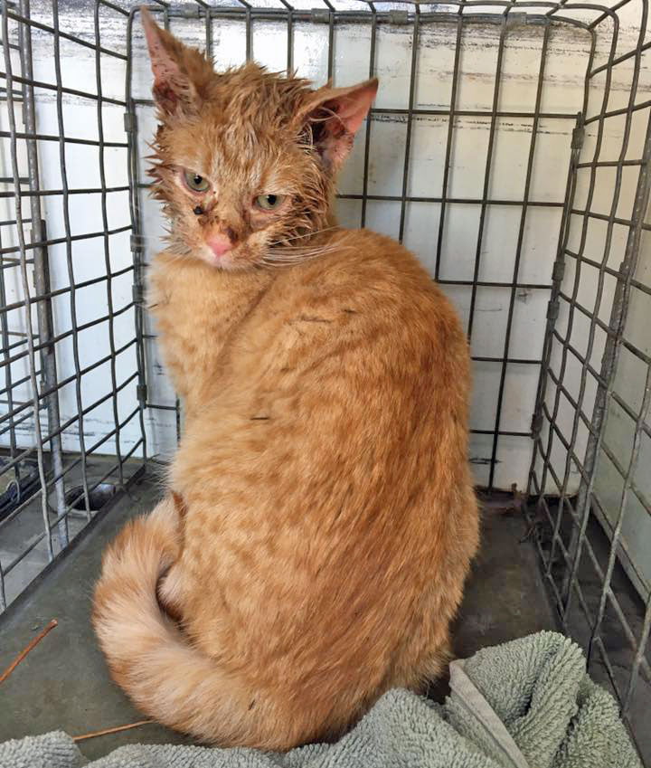 Ginger cat after rescue with wet head due to the extracation of it from the jar. He looks shook up.