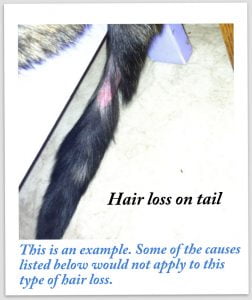 Hair loss on cat tail