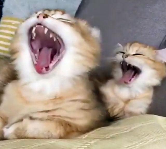 Kitten copies mother's yawn
