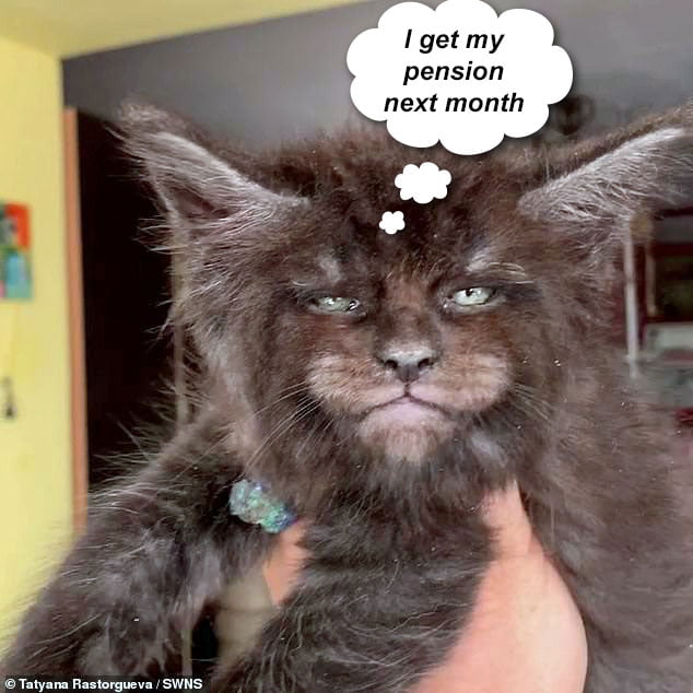 Maine Coon with human face