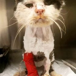 Maximus a rescued stray cat found in terrible condition