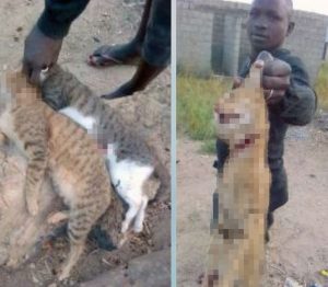 Two cats killed because of a belief in witchraft
