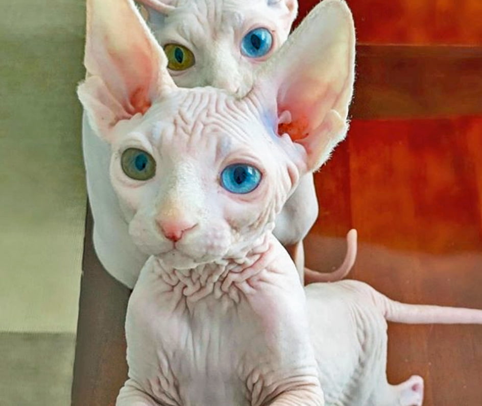 Odd-eyed hairless cats