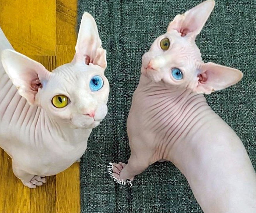 Odd-eyed hairless cats