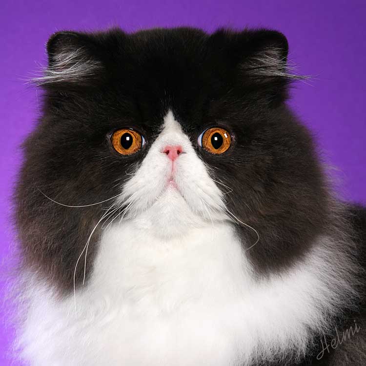 Black and White Persian male