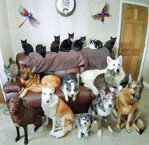 Portrait of 17 cats and dogs