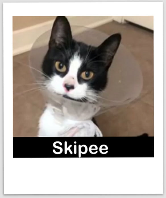 Skipee after the surgery