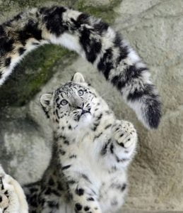 Snow leopard cubs often play with their parent's tails