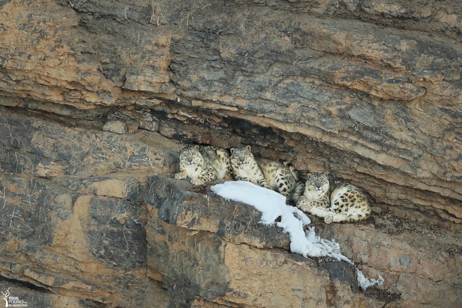 Stunning photograph of three snow leopards on ledge in cliff face