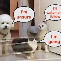 Three amigos have a different approach to a low plastic barrier placed before them