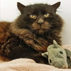 Unusual looking toothless cat ready for adoption