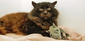 Unusual looking toothless cat ready for adoption