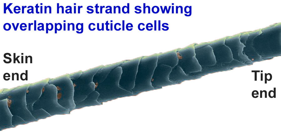 Cat hair strand showing the overlapping cuticle cells