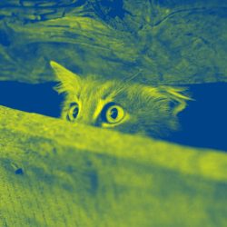 Cat picks up human body language