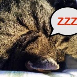 Cat sleeping. They are very flexible in their sleeping patterns