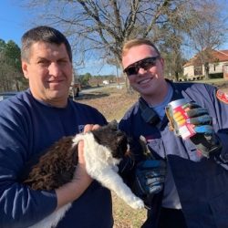 firefighters rescue cat