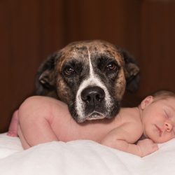 Dog and Baby