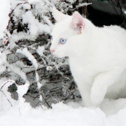 White cat in the snow