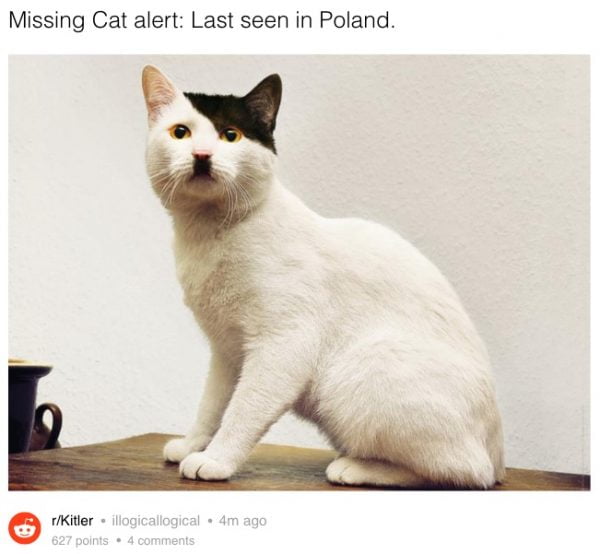 Cat looks like Hitler