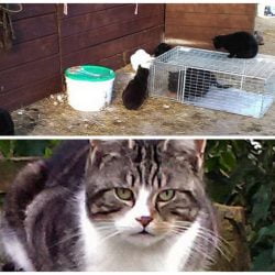 Feral cats on farms in the UK