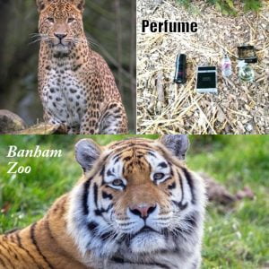 Is perfume safe to use to stimulate big cats at zoos?