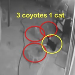 Domestic cat sees off three coyotes