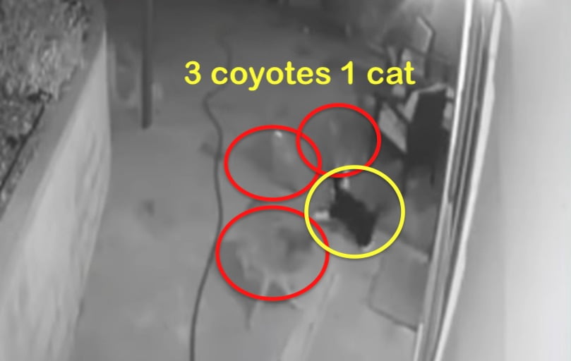 Domestic cat sees off three coyotes
